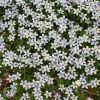 Pratia Angulata